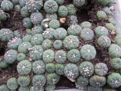 Astrophytum asterias
