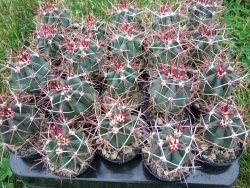 Ferocactus gracilis pot 5,5