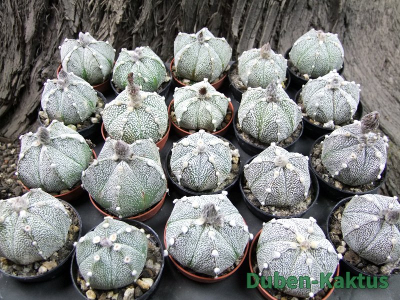 Astrophytum Super Kabuto hybrid 5 costa pot 5,5 cm - 12372388