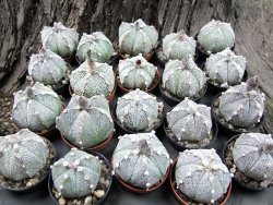 Astrophytum Super Kabuto hybrid 5 costa pot 5,5 cm