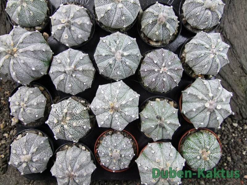 Astrophytum Super Kabuto hybrid 6+ costa pot 5,5 cm - 12372392
