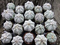 Astrophytum Super Kabuto hybrid 6+ costa pot 5,5 cm - 12372393