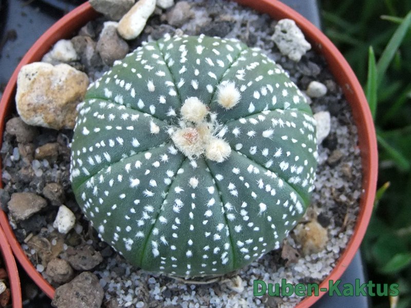 Astrophytum Kabuto hybrid B pot 5,5 cm - 12379089