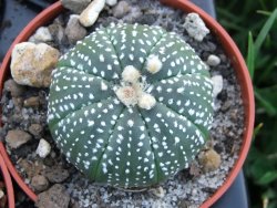 Astrophytum Kabuto hybrid B pot 5,5 cm