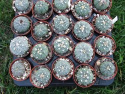 Astrophytum Kabuto hybrid B pot 5,5 cm - 12379090