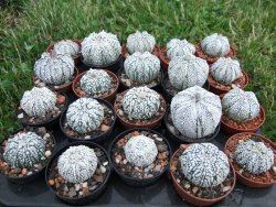 Astrophytum Super Kabuto hybrid snow, pot 5,5 cm