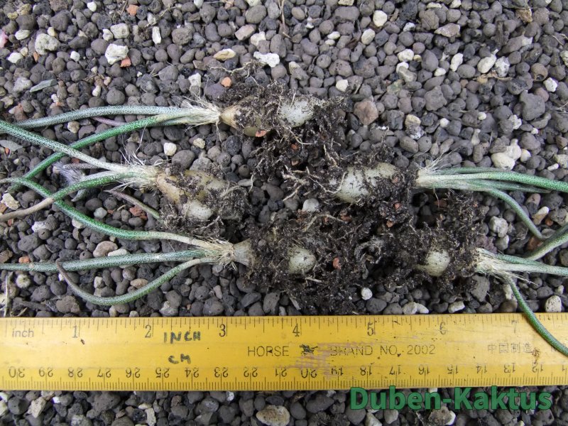 Astrophytum caput medusae - jedna rostlina - 12373653