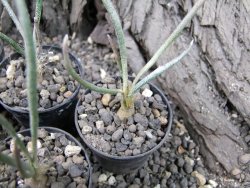 Astrophytum caput medusae - jedna rostlina - 12373656
