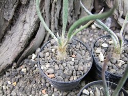 Astrophytum caput medusae - jedna rostlina - 12373658