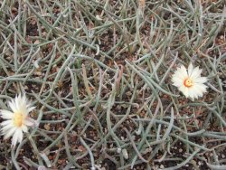 Astrophytum caput medusae - jedna rostlina - 12373907