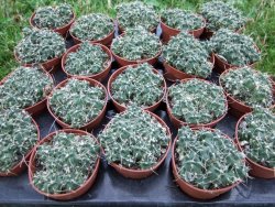 Tephrocactus pulcherimus Incahuasi 10 rostlin pot 5,5 cm - 12372446
