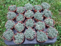Tephrocactus pulcherimus Incahuasi 10 rostlin pot 5,5 cm - 12372448