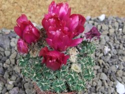 Tephrocactus pulcherimus Incahuasi 10 rostlin pot 5,5 cm - 12401579