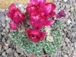 Tephrocactus pulcherimus Incahuasi 10 rostlin pot 5,5 cm - 12401580