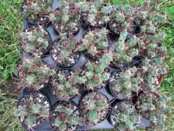 Tephrocactus rossianus aurantiaco flore pot 5,5 - 12372451