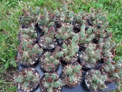 Tephrocactus rossianus aurantiaco flore pot 5,5 - 12372452