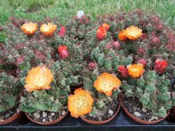 Tephrocactus rossianus aurantiaco flore pot 5,5 - 12372453