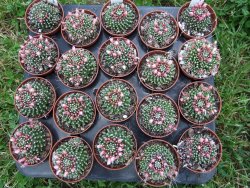 Mammillaria paintneri pot 5,5 - 12372462