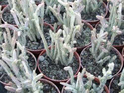 Crassula muscosa variegata (lycopodioides)