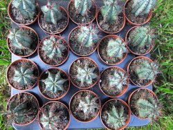 Euphorbia horida - 12372897