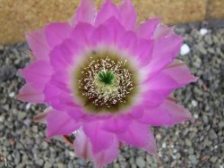 Echinocereus reichenbachii albispinus pot 5,5 cm - 12403716