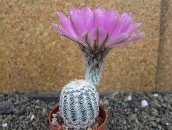 Echinocereus reichenbachii albispinus pot 5,5 cm - 12403717