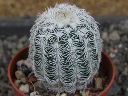 Echinocereus reichenbachii albispinus pot 5,5 cm - 12403718