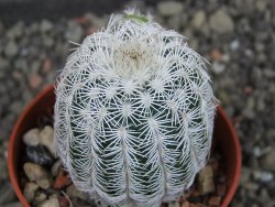 Echinocereus reichenbachii albispinus pot 5,5 cm - 12403719