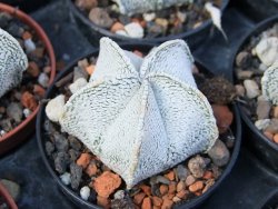 Astrophytum coahuilense snow (Super coahuilense) pot 5,5 cm