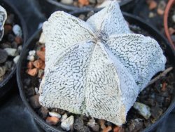 Astrophytum coahuilense snow (Super coahuilense) pot 5,5 cm - 12372923