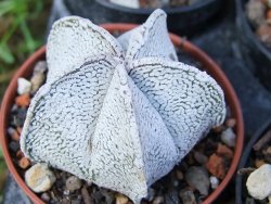 Astrophytum coahuilense snow (Super coahuilense) pot 5,5 cm - 12372924