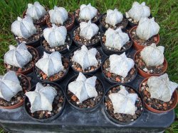 Astrophytum coahuilense snow (Super coahuilense) pot 5,5 cm - 12372926