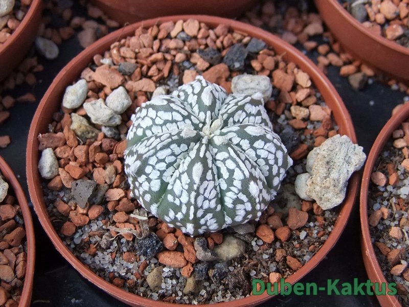 Astrophytum Super Kabuto hybrid pot 5,5 cm - 12372932