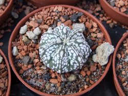 Astrophytum Super Kabuto hybrid pot 5,5 cm