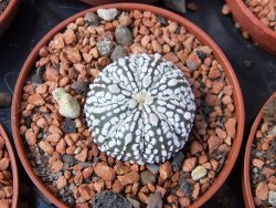 Astrophytum Super Kabuto hybrid pot 5,5 cm - 12372934