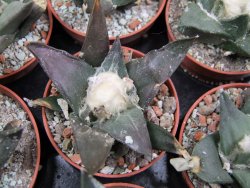 Ariocarpus confusus LH 471 La Escondida, NL pot 5,5 cm Cites IA