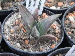 Ariocarpus confusus Aramberi pot 5,5 cm - 12374265