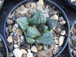 Ariocarpus fissuratus Cuatro Cienegas pot 5,5 cm - 12373023