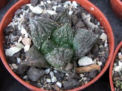 Ariocarpus fissuratus Cuatro Cienegas pot 5,5 cm - 12415617