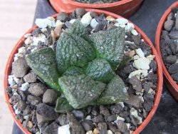 Ariocarpus fissuratus Cuatro Cienegas pot 5,5 cm