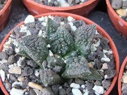 Ariocarpus fissuratus Cuatro Cienegas pot 5,5 cm - 12415619