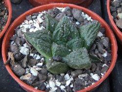 Ariocarpus fissuratus Cuatro Cienegas pot 5,5 cm - 12415620