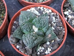 Ariocarpus fissuratus Cuatro Cienegas pot 5,5 cm - 12415621