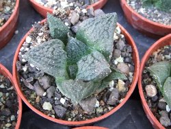 Ariocarpus fissuratus Cuatro Cienegas pot 5,5 cm - 12415622