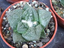 Ariocarpus fissuratus Cuatro Cienegas pot 5,5 cm - 12415623