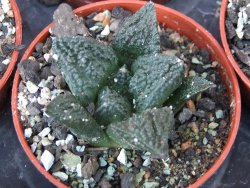 Ariocarpus fissuratus Cuatro Cienegas pot 5,5 cm - 12415624