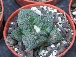 Ariocarpus fissuratus Cuatro Cienegas pot 5,5 cm - 12415625