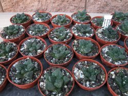 Ariocarpus fissuratus Cuatro Cienegas pot 5,5 cm - 12415626