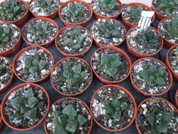 Ariocarpus fissuratus Cuatro Cienegas pot 5,5 cm - 12415627