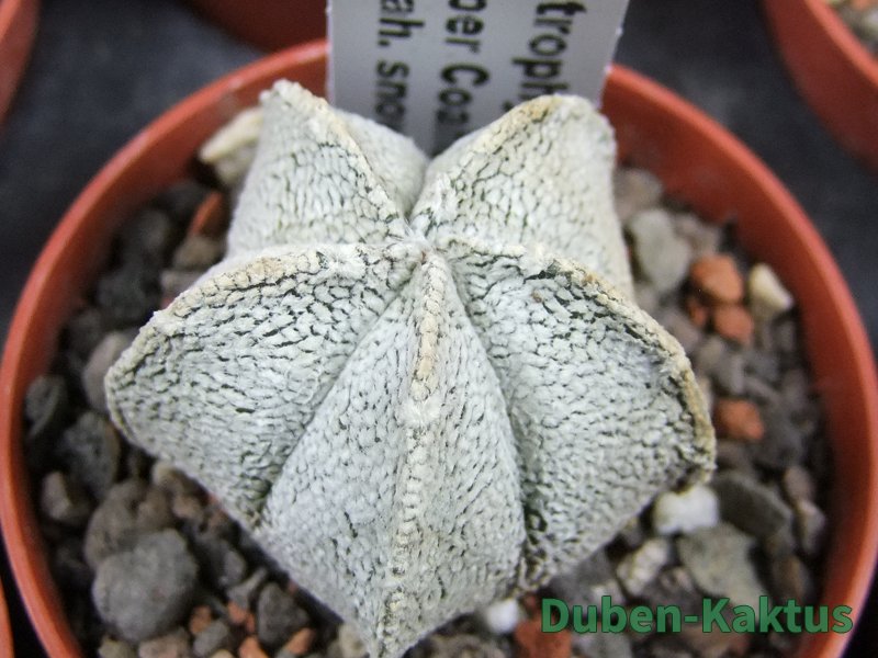 Astrophytum coahuilense snow (Super Coahuilense) pot 5,5 cm - 12380011
